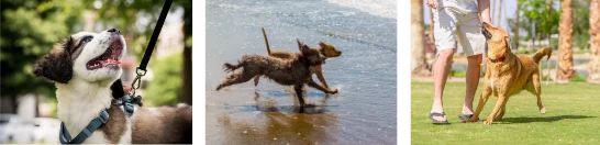 dogs running, playing and being petted