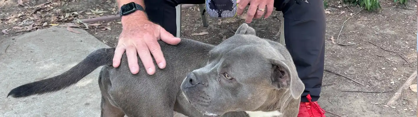 Volunteer patting a gray dog