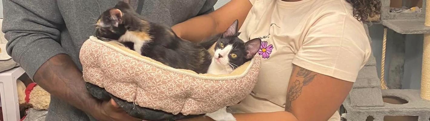 close up of two cats in cat bed being handled gently by two people