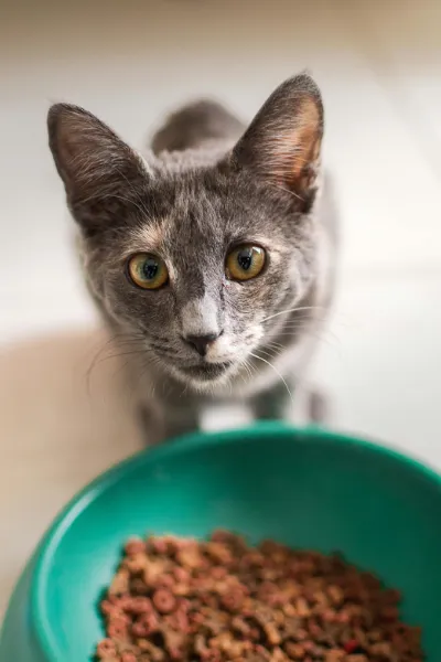 Cat looking at food bowl hungry