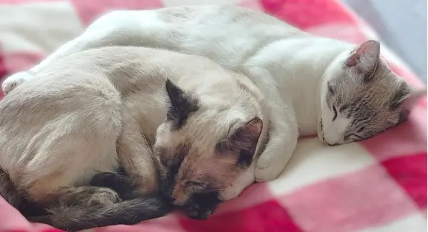 Poppy and Chili, a bonded pair of cats