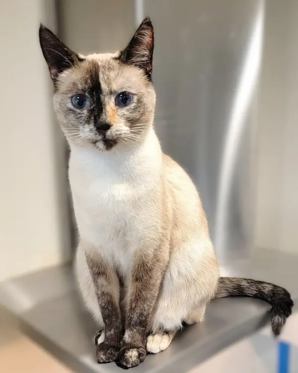 Chili, a Tan/Cream Siamese/Tabby mix