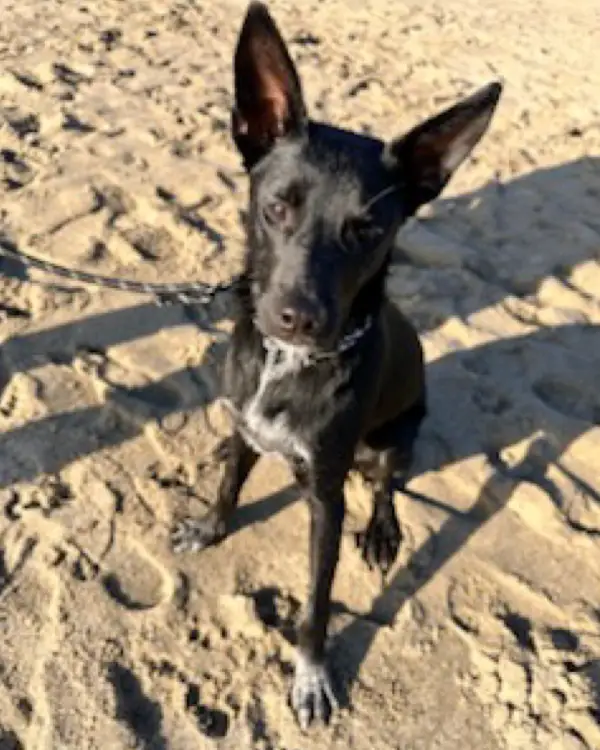 Koda, a Blue Heeler/Border Collie Mix