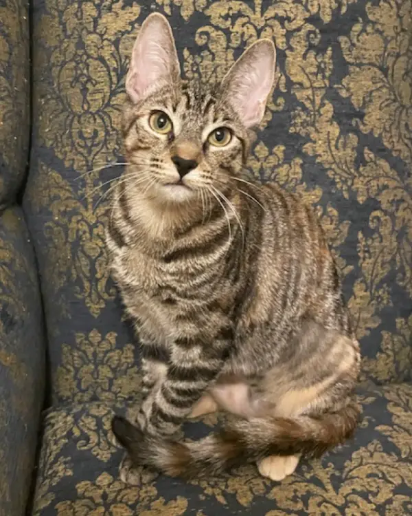 Missy, a shorthair tortoiseshell kitty