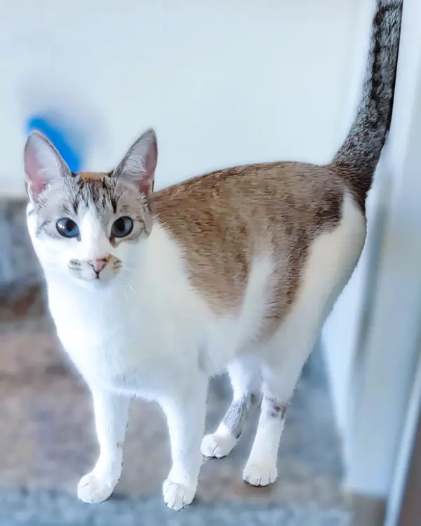 Poppy, a White/Grey Siamese/Tabby mix