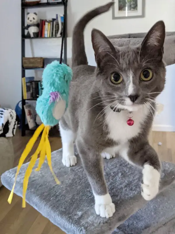 Miss Moneypenny, an american gray and white shorthair cat