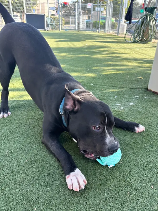 Smokey, a neutered male, black and white Pit Bull Terrier