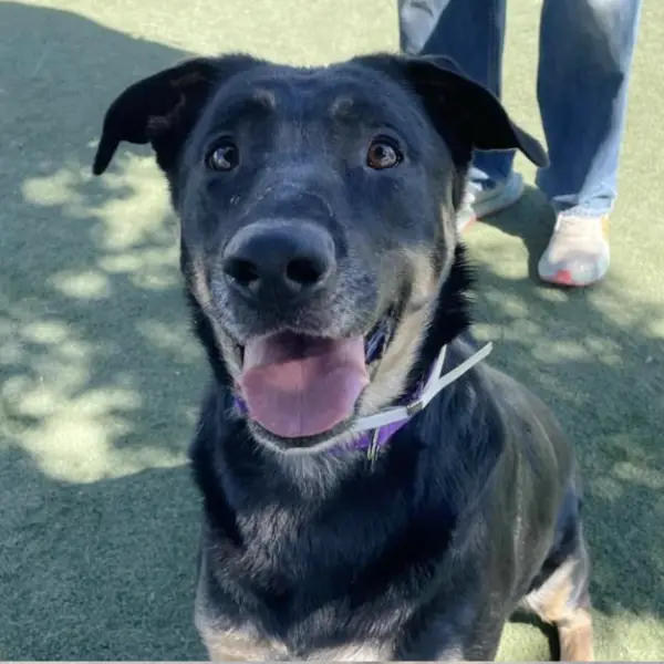 Artimis, a spayed female, black and brown German Shepherd Dog