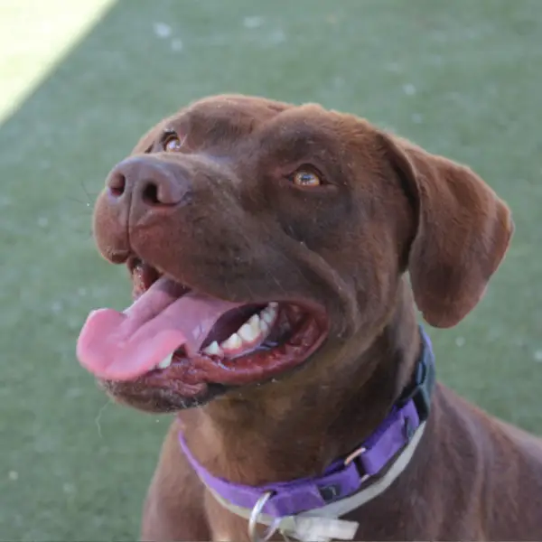 Luigi, male, chocolate and white Labrador Retriever mix