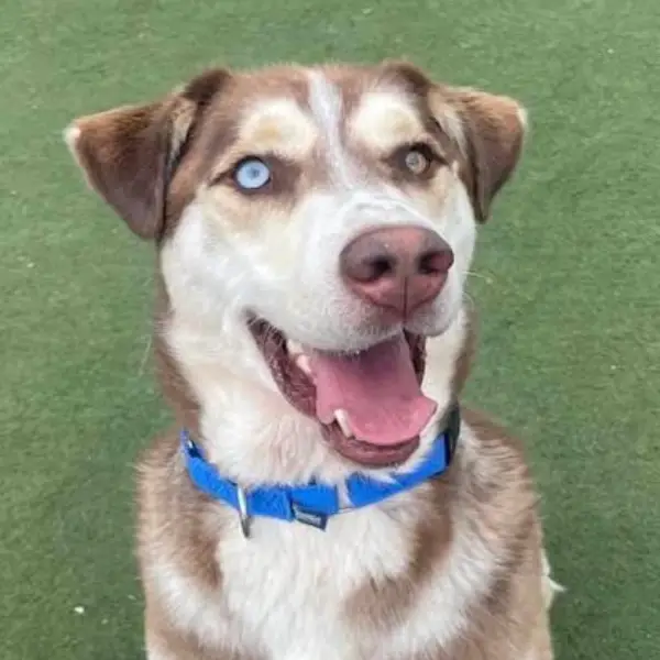 Albert, a male, red and white Siberian Husky mix