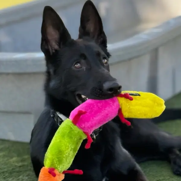 Freddie Mercury, a shepherd mix