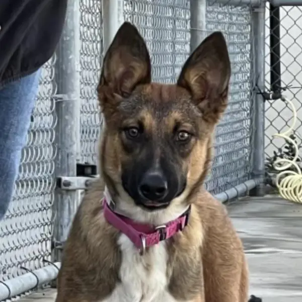 Lark, a female, brown and black German Shepherd Dog