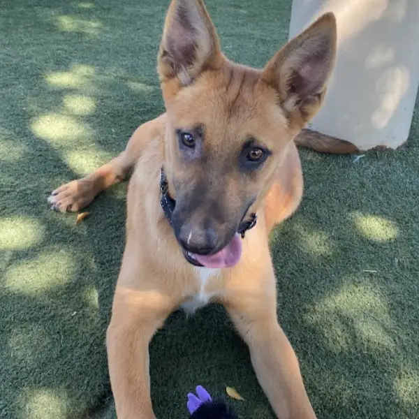 Laurel, a female, brown and white Belgian Malinois mix