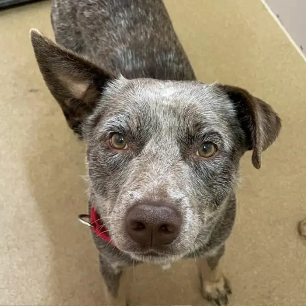 Marvin, a male, brown and white Australian Cattle Dog mix