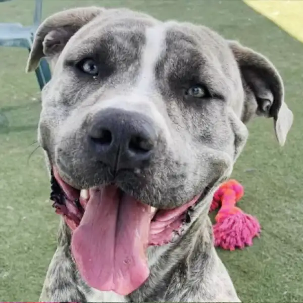 Raider, a male, brown brindle and gray Mastiff