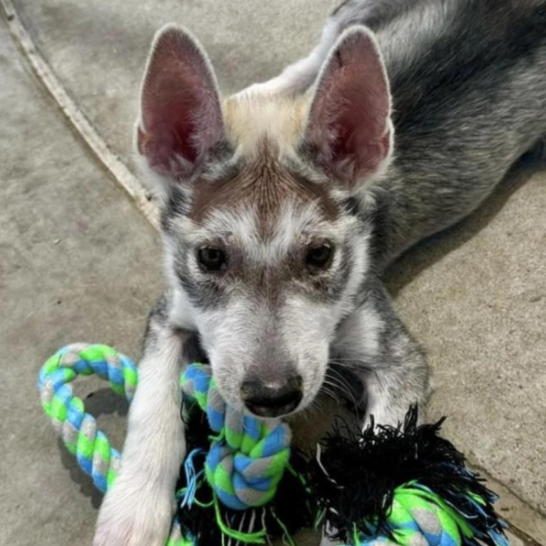 Snoball, a male, gray and black Siberian Husky