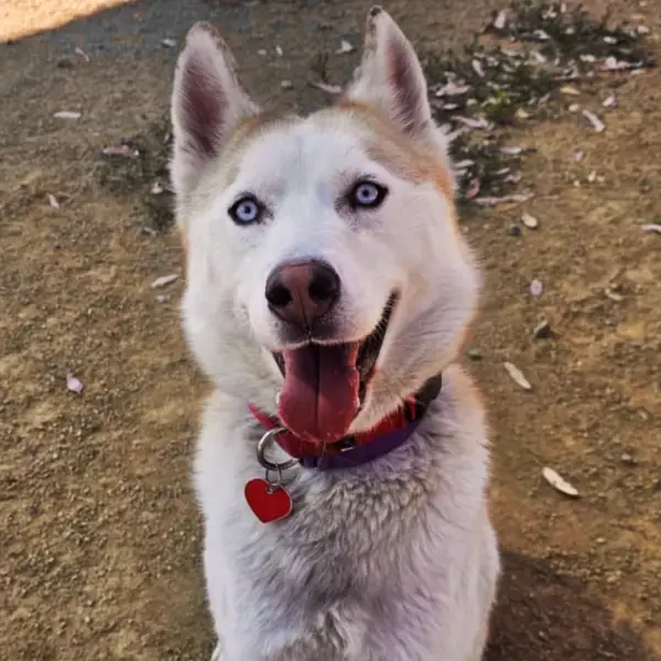 Summer, a male, cream and white Siberian Husky