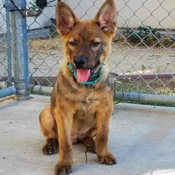 Thorn a neutered male, brown Belgian Malinois mix