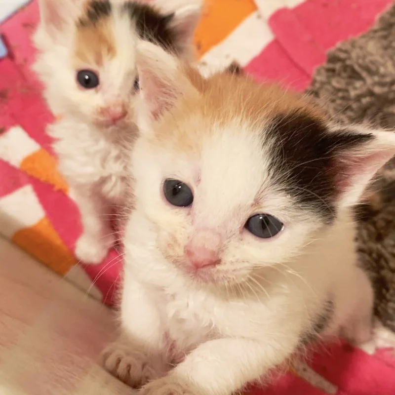 Calico kittens looking to be adopted