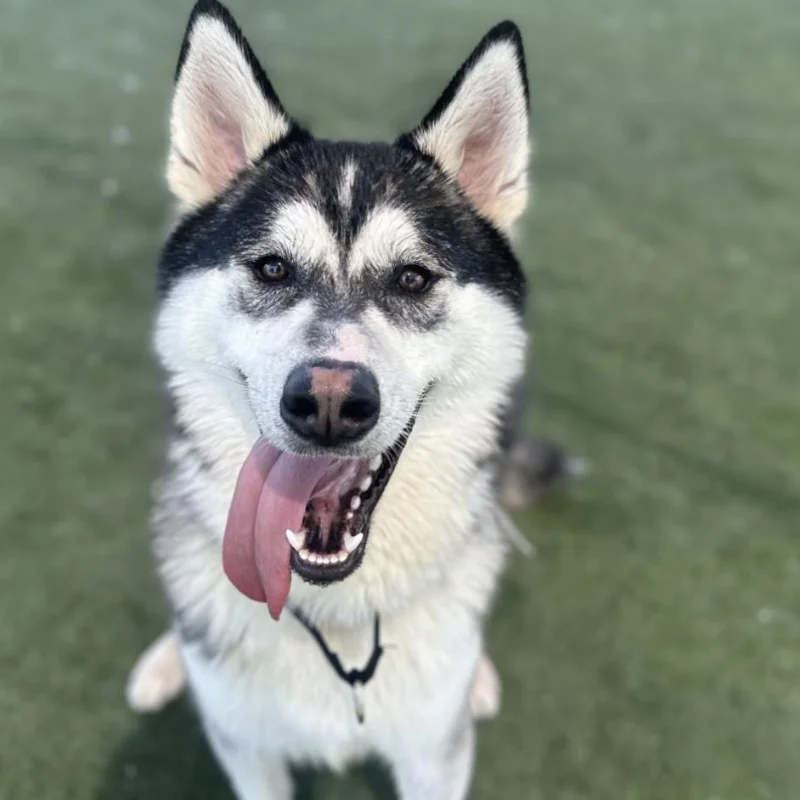 Fargo, a husky mix