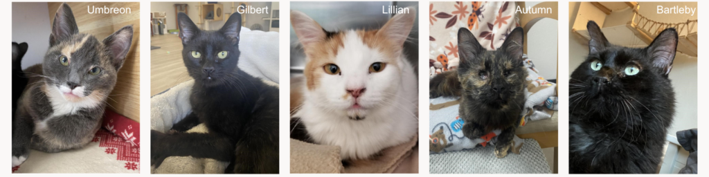 montage of 5 cats that benefited from funds