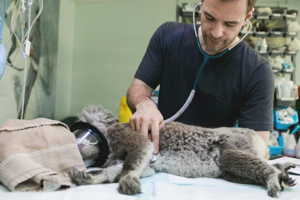 vet examining dog