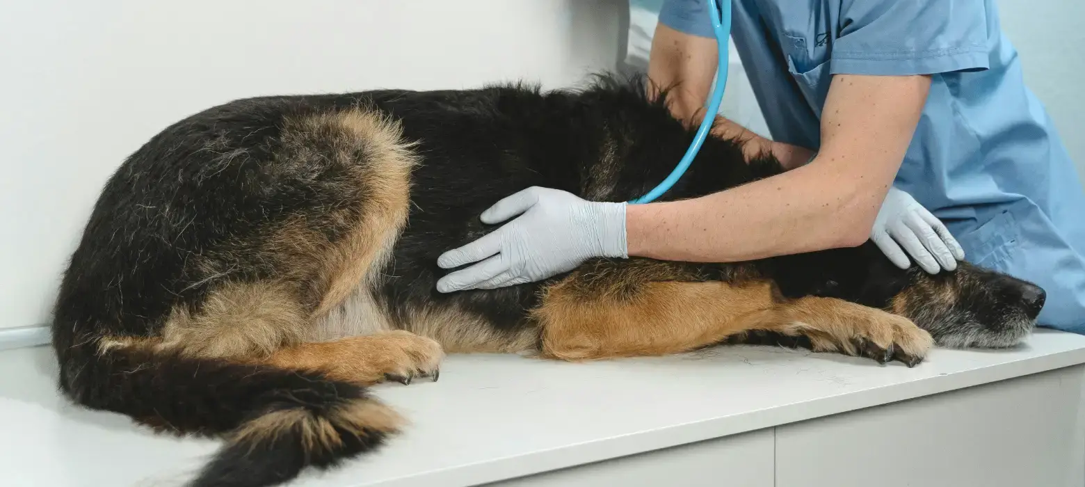 Vet examones large dog